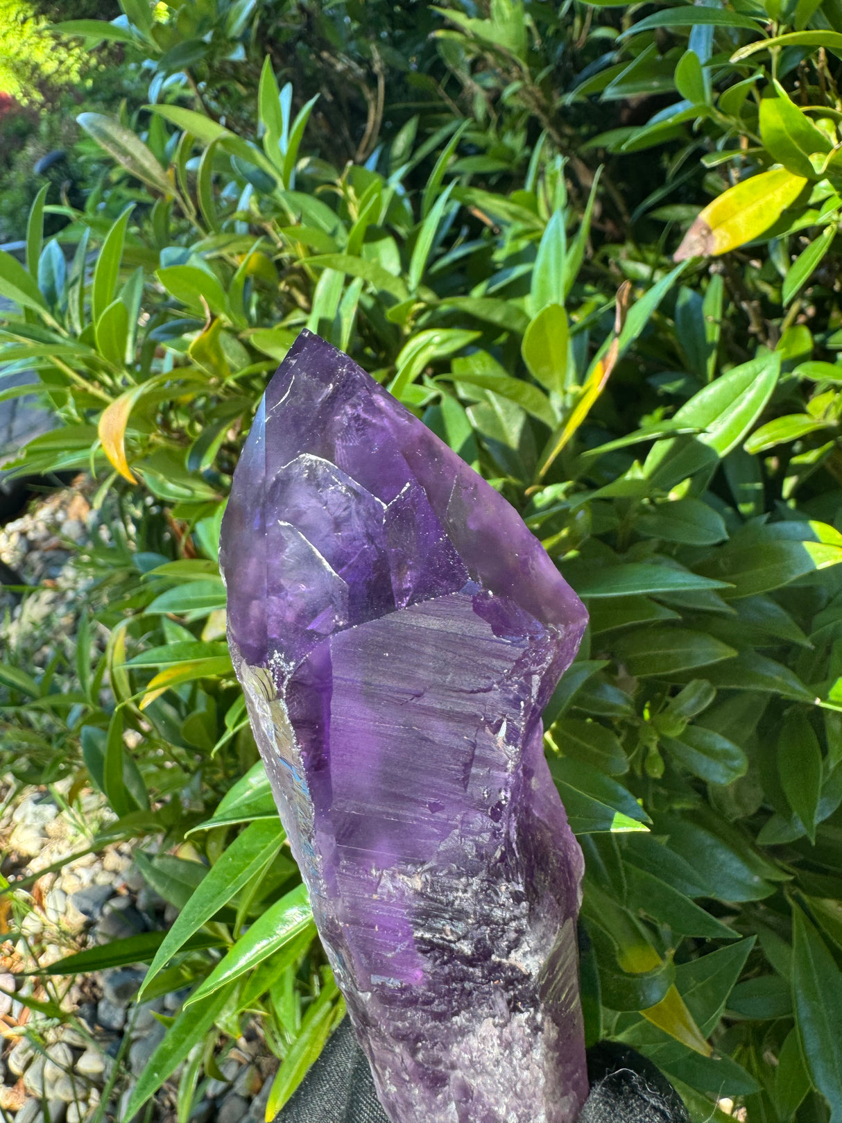 Amethyst Root Specimen - 56g