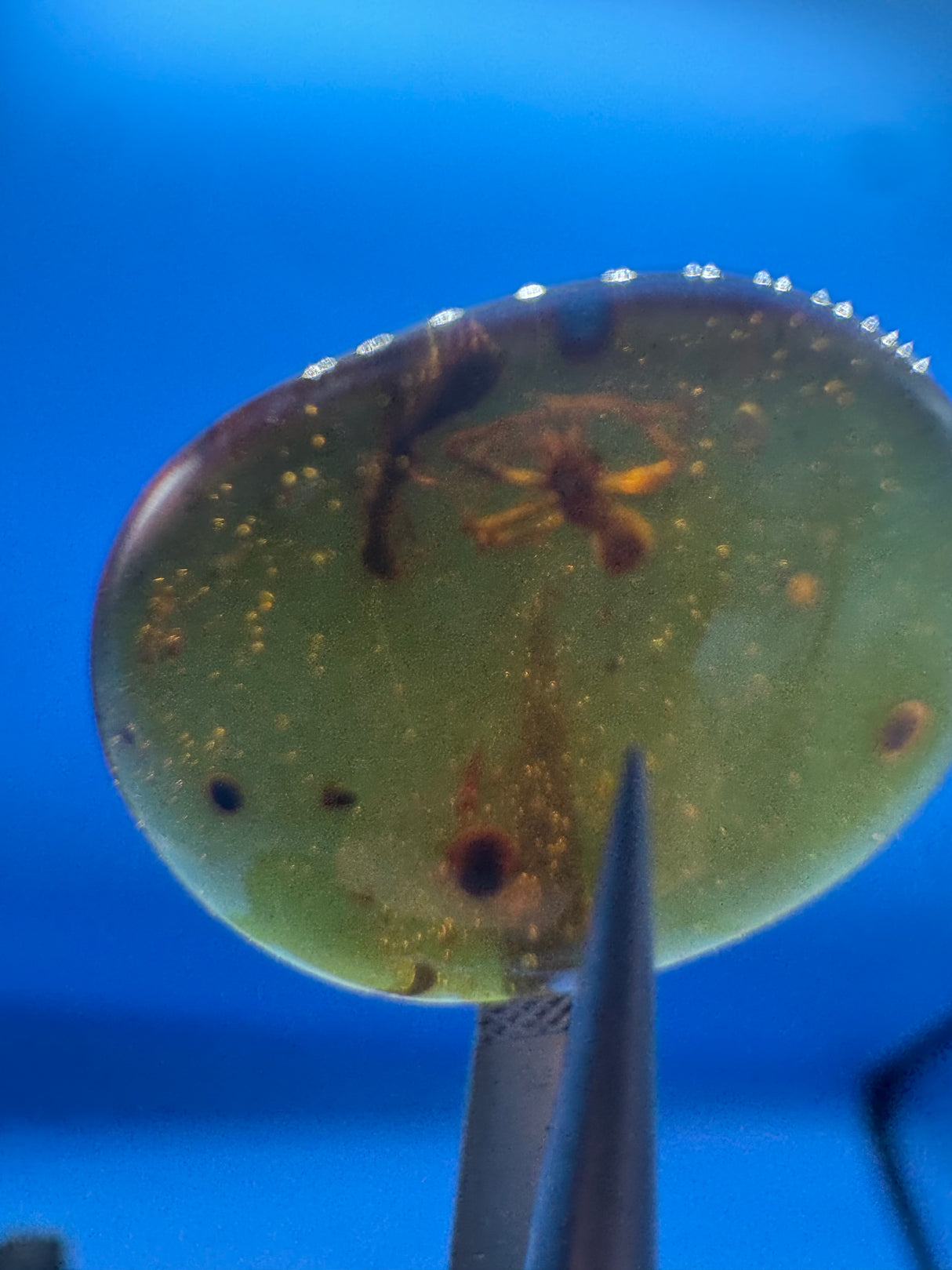 Amber Cabochon - 0.938g