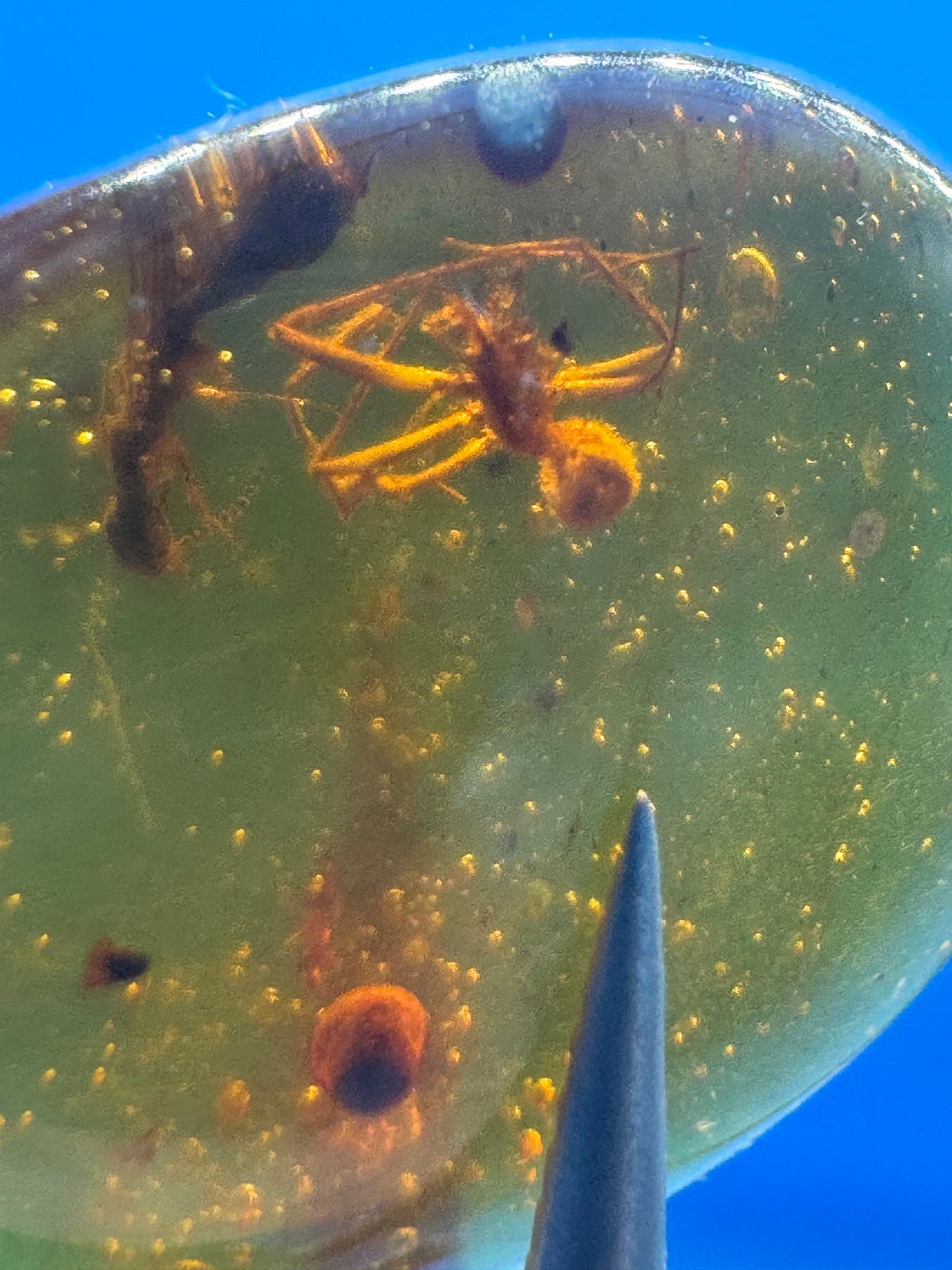 Amber Cabochon - 0.938g