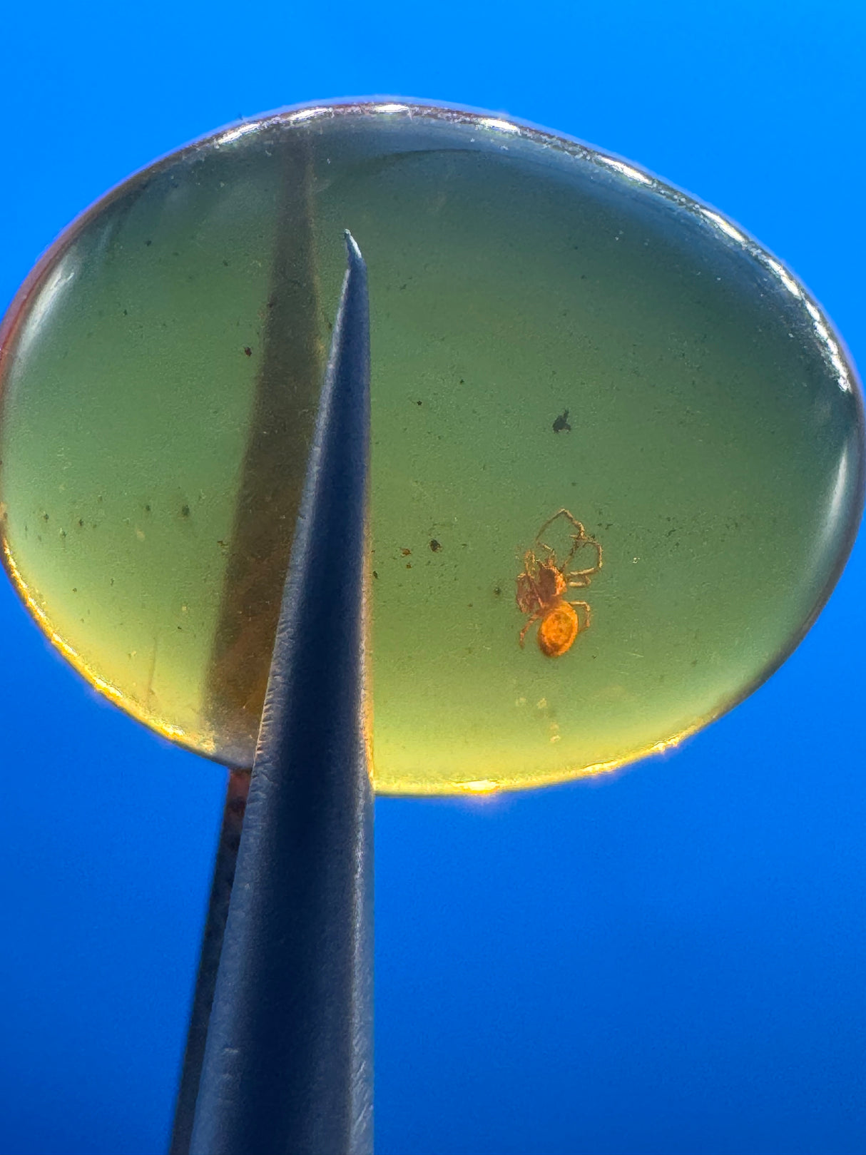 Amber Cabochon - 0.675g
