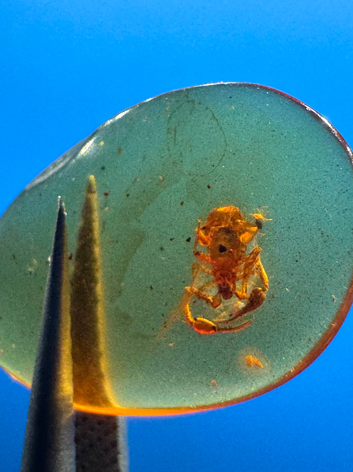 Amber Cabochon - 0.251g