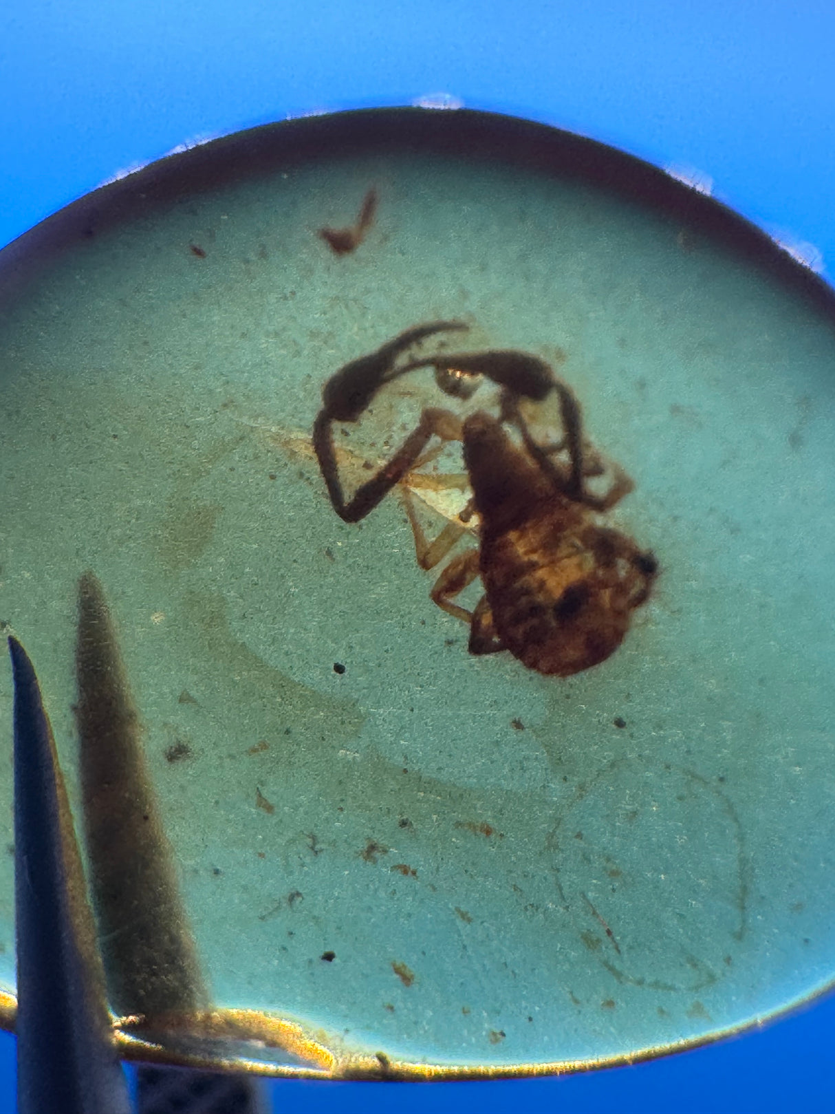 Amber Cabochon - 0.251g