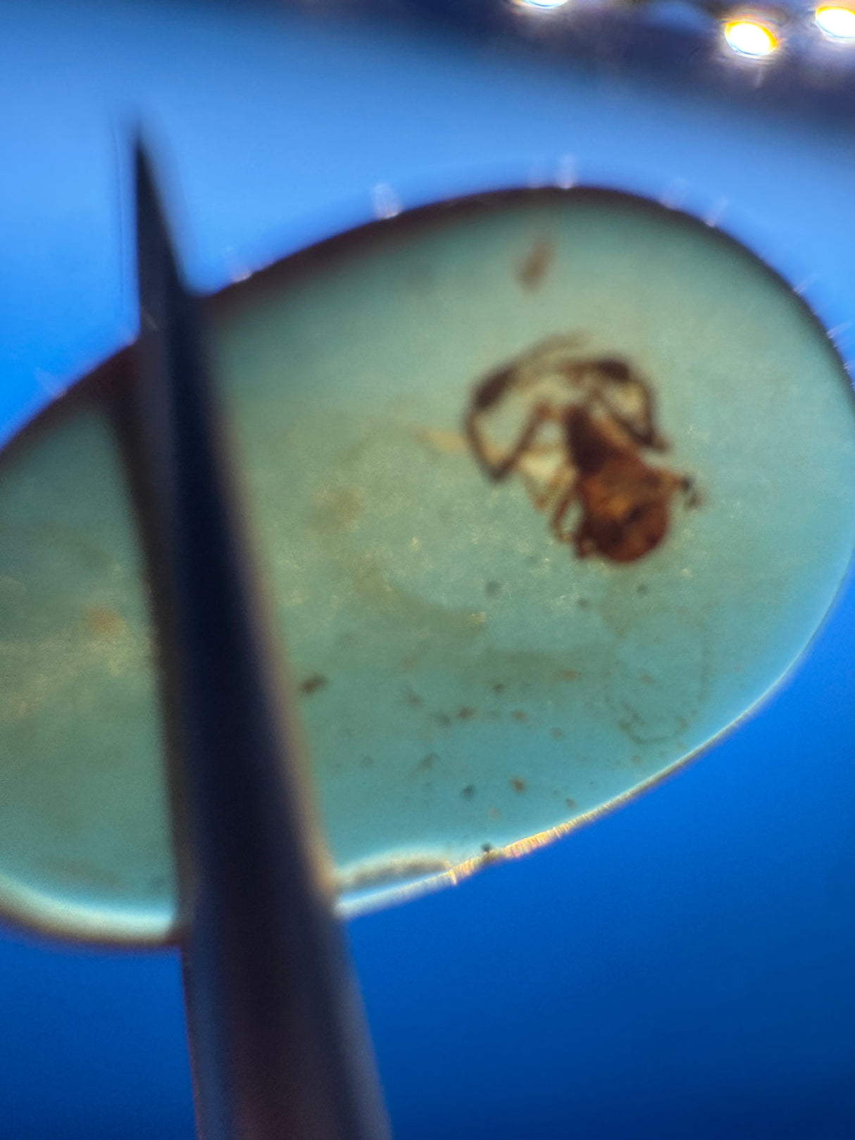Amber Cabochon - 0.251g