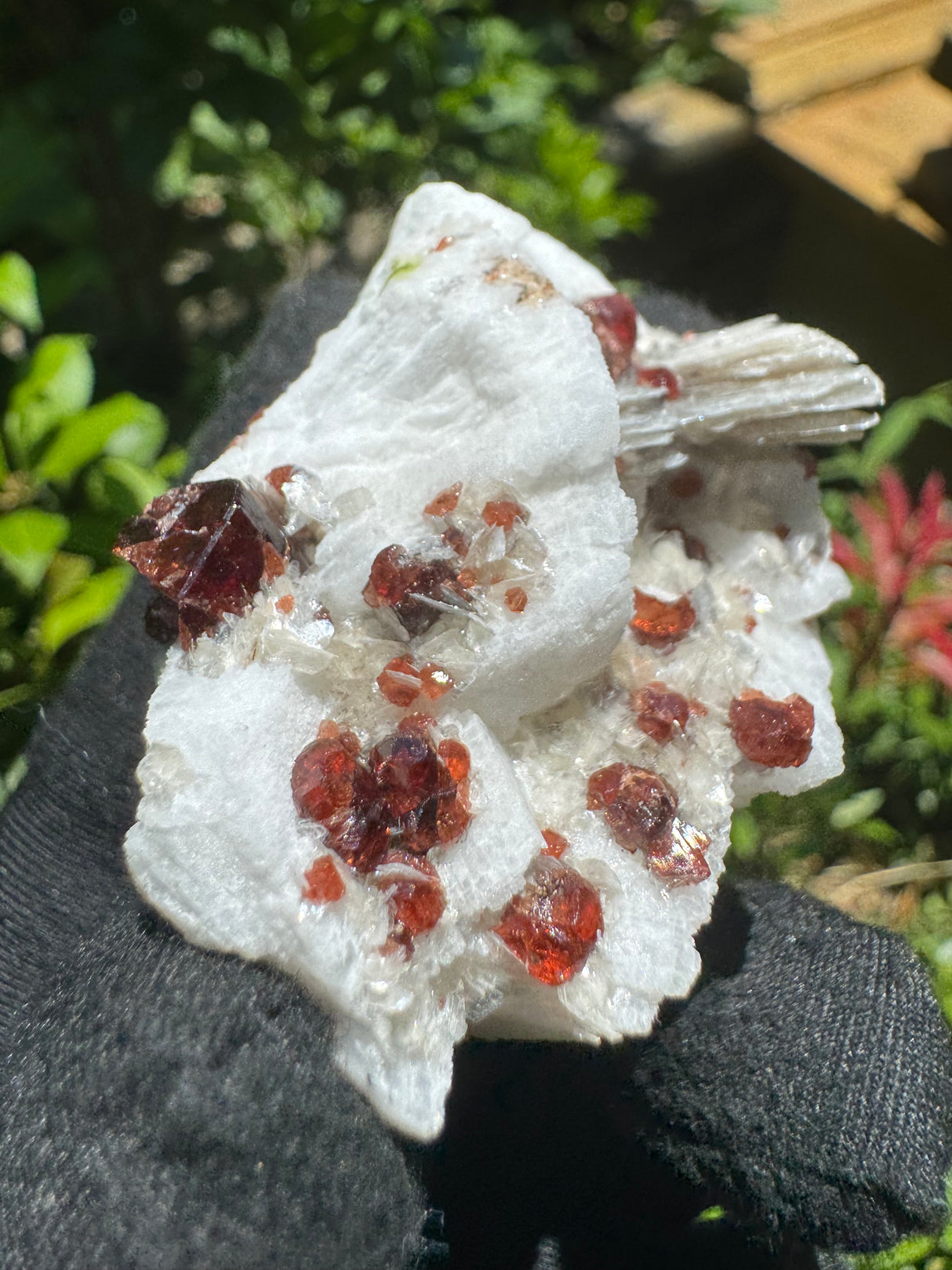 Garnet on Star Mica Specimen - 49g