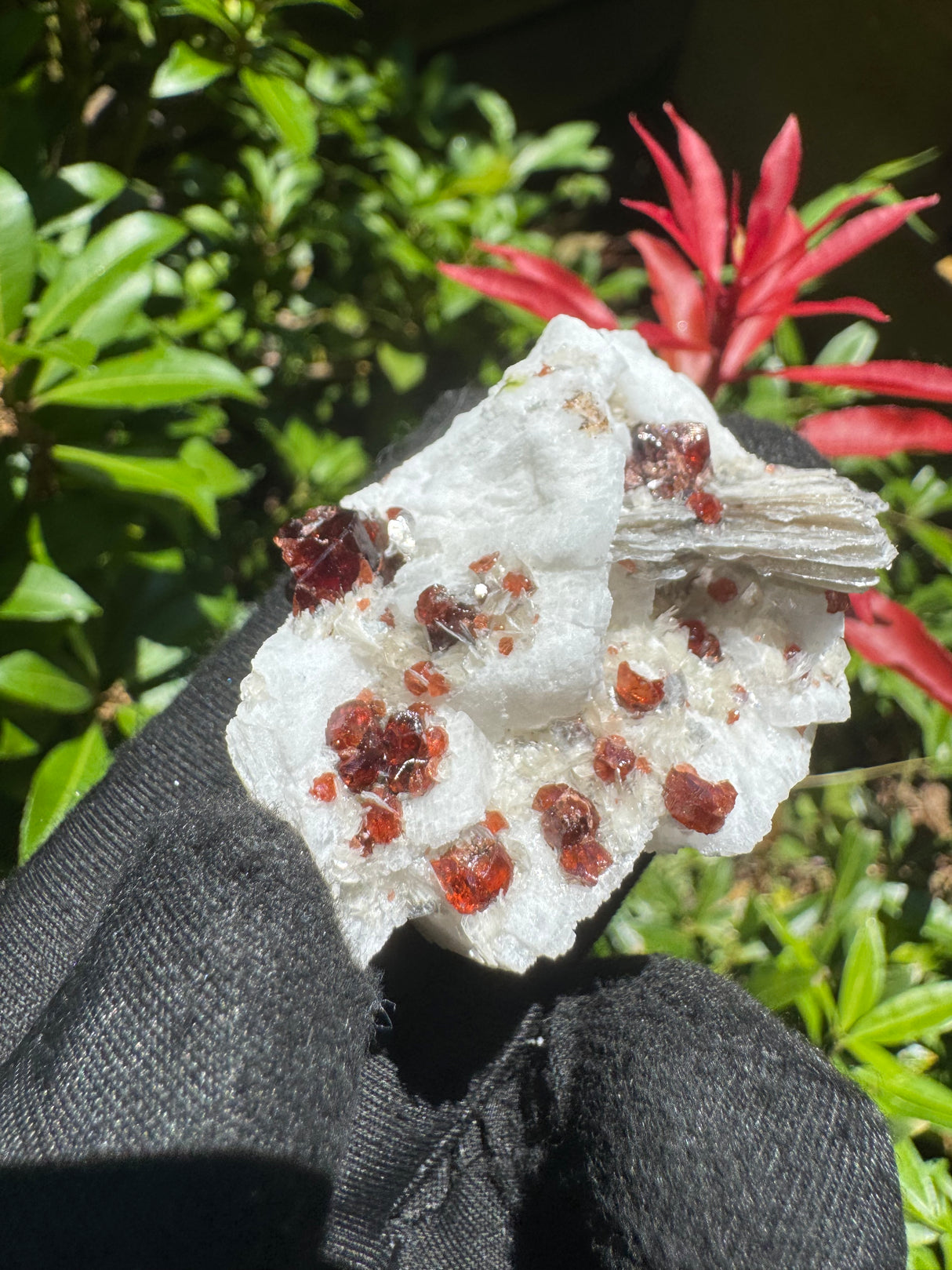 Garnet on Star Mica Specimen - 49g
