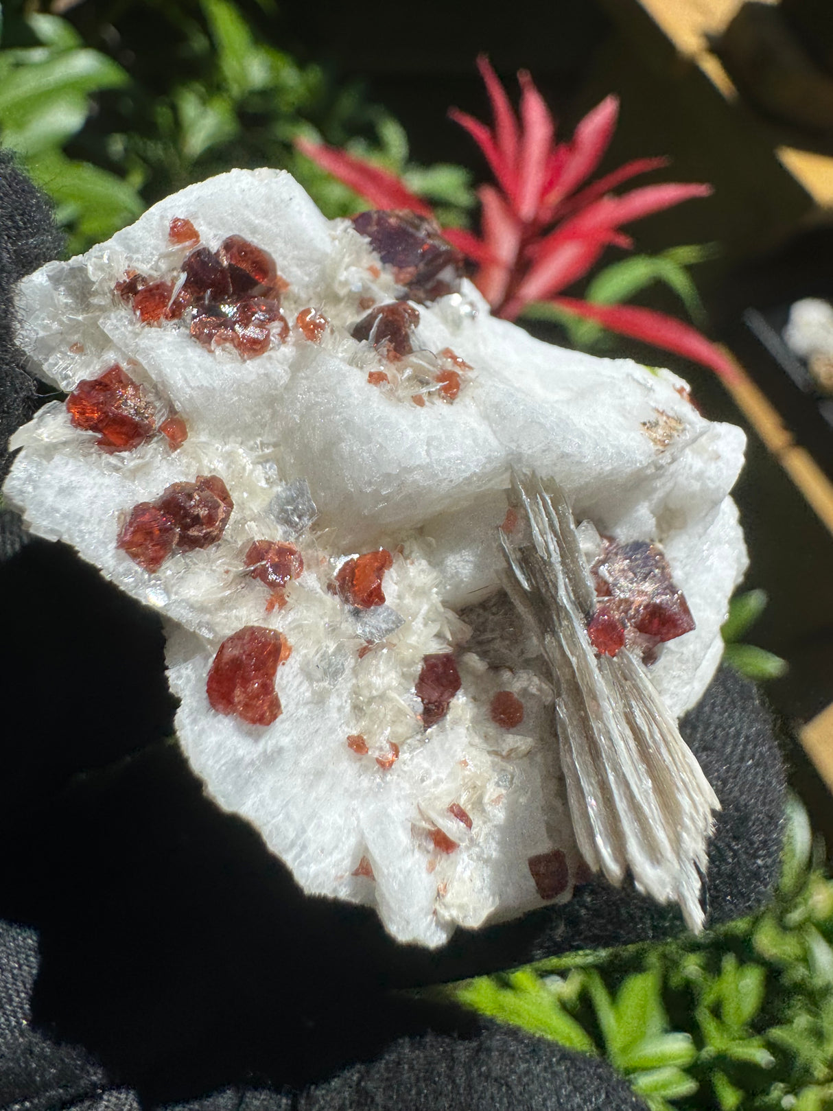 Garnet on Star Mica Specimen - 49g