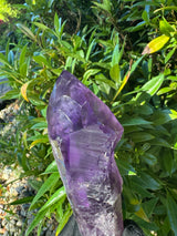 Amethyst Root Specimen - 56g
