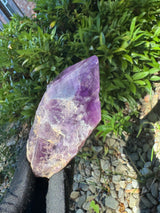 Amethyst Root Specimen - 64g