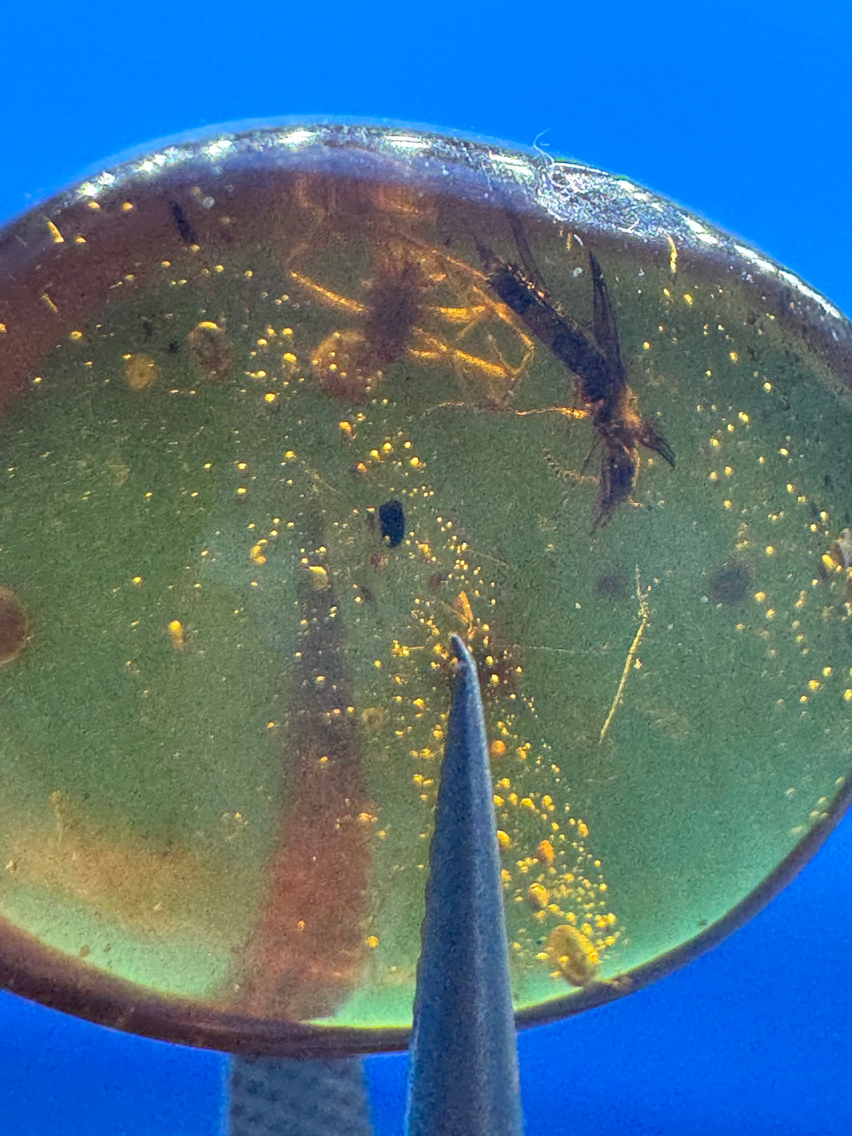 Amber Cabochon - 0.938g