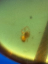 Amber Cabochon - 0.675g