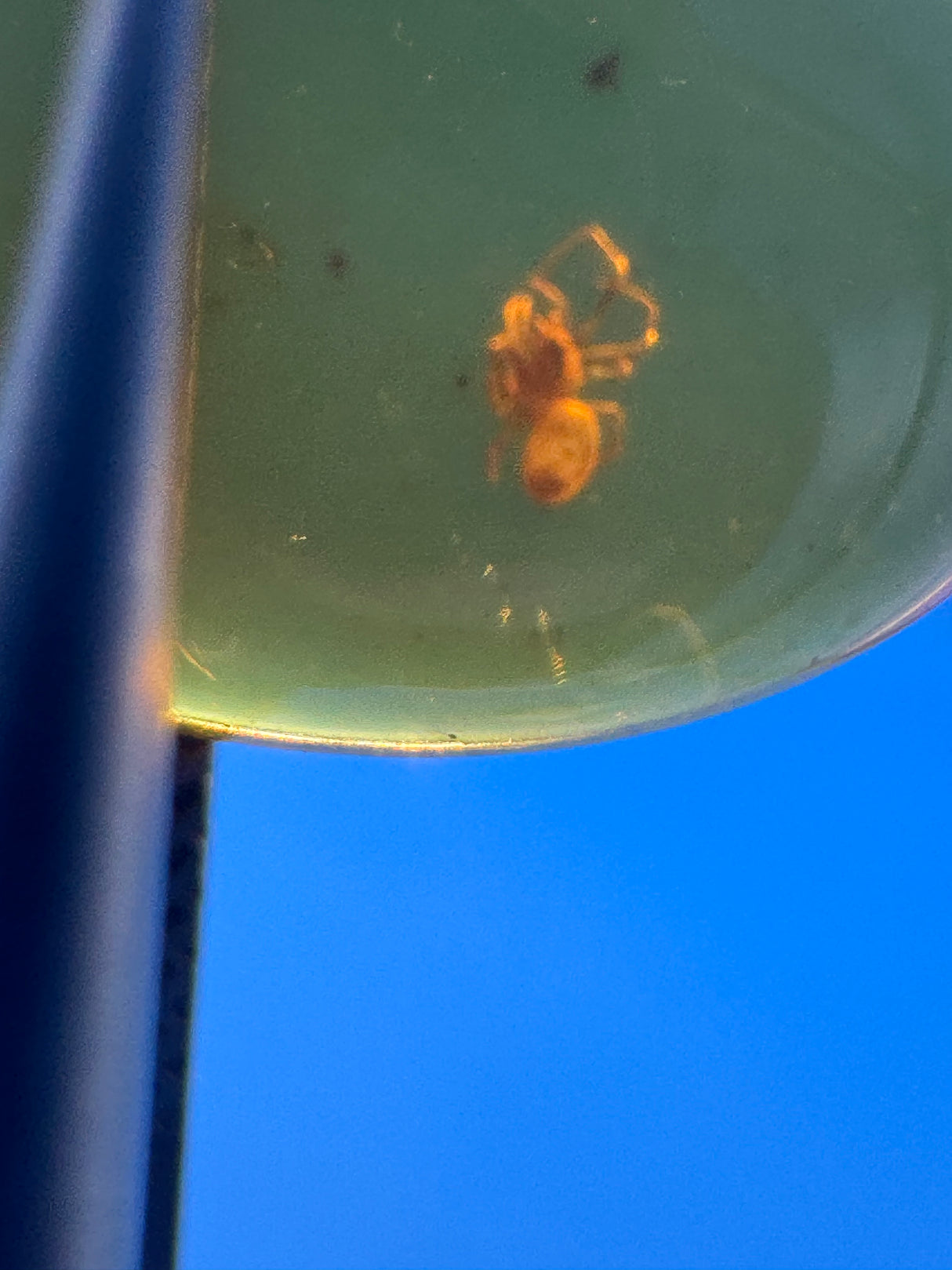Amber Cabochon - 0.675g
