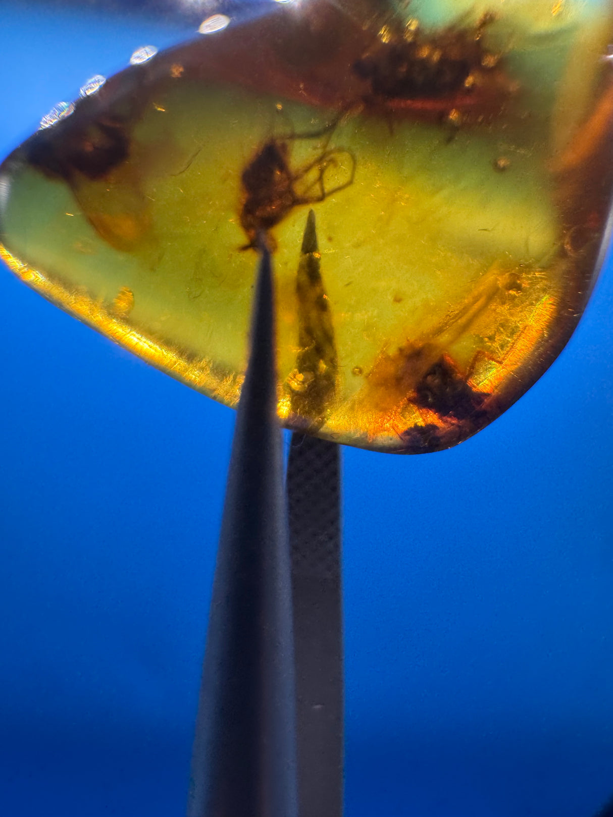 Amber Cabochon - 1.191g