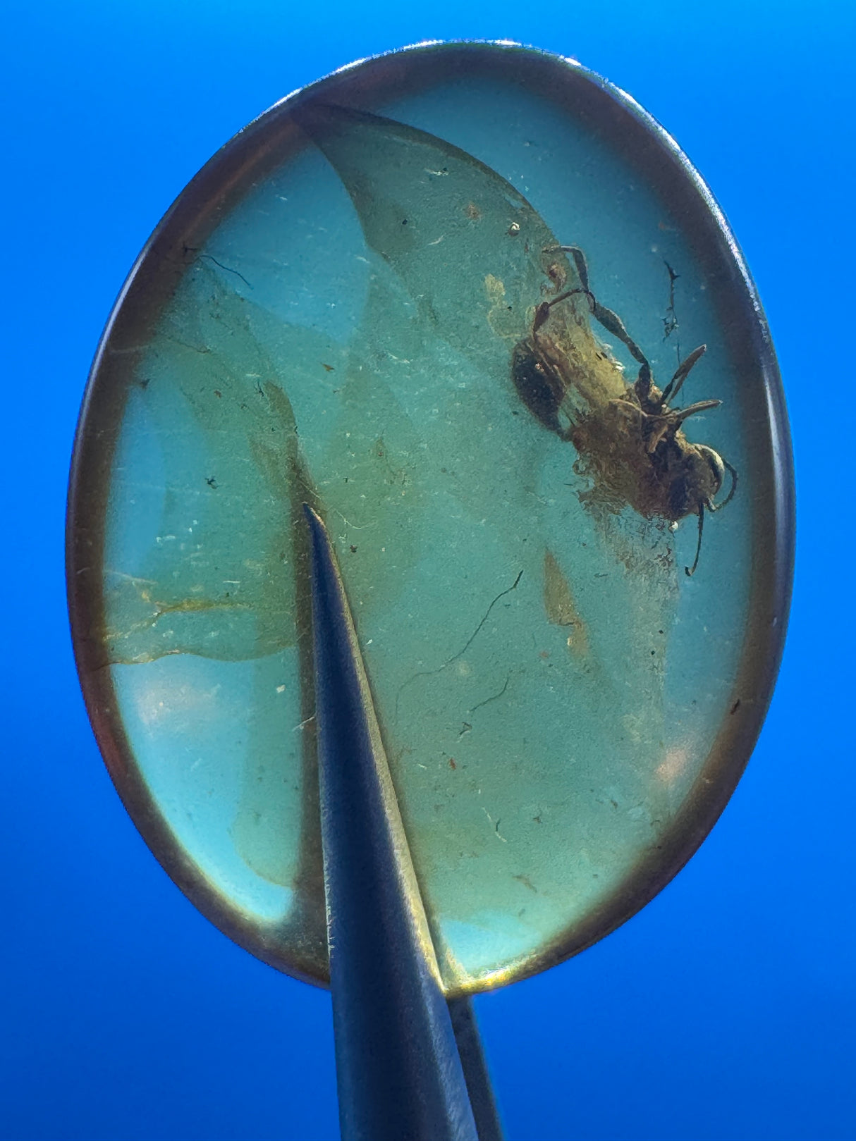 Amber Cabochon - 0.993g