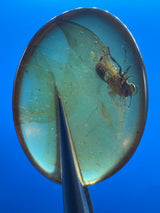 Amber Cabochon - 0.993g