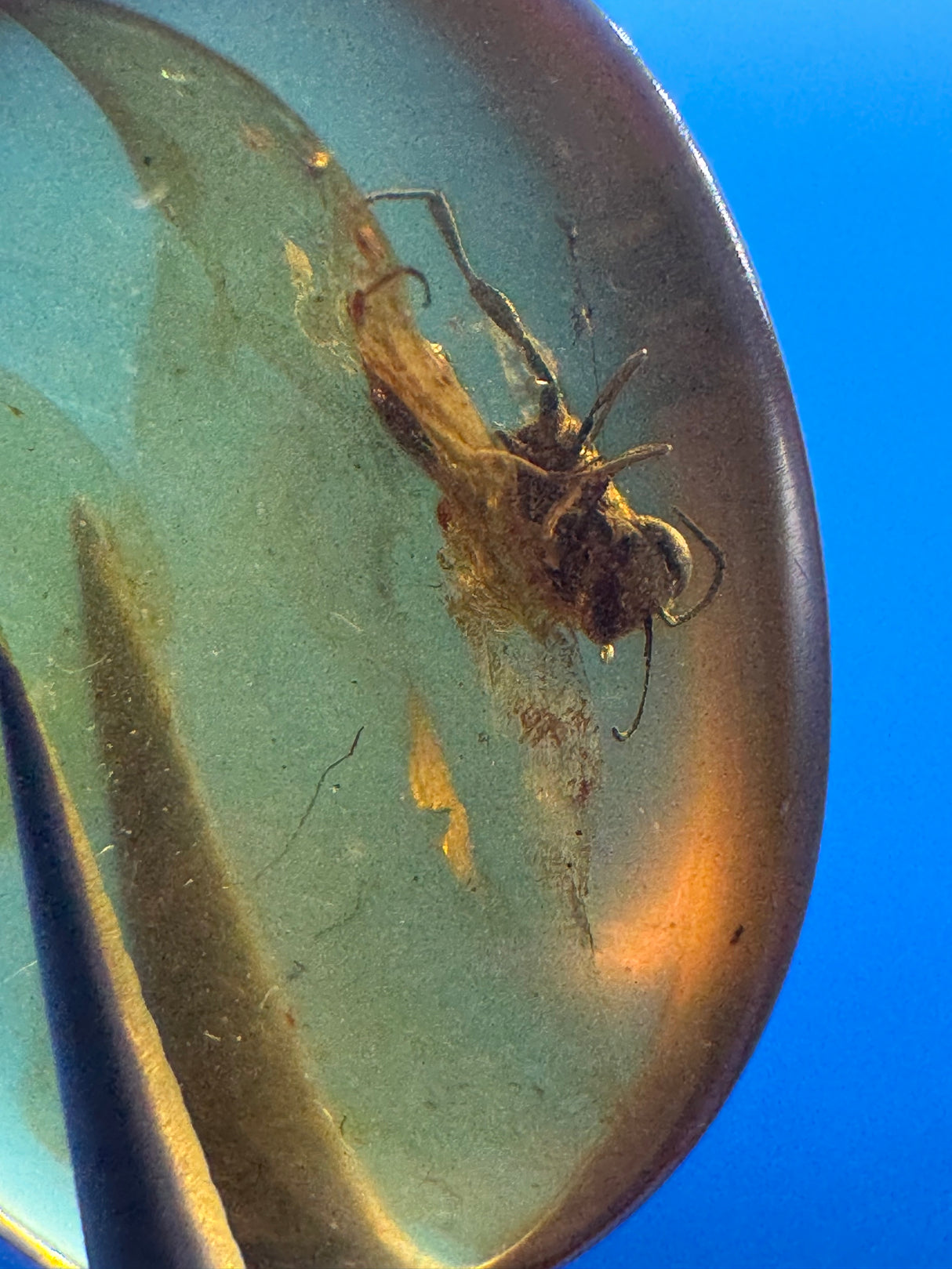 Amber Cabochon - 0.993g