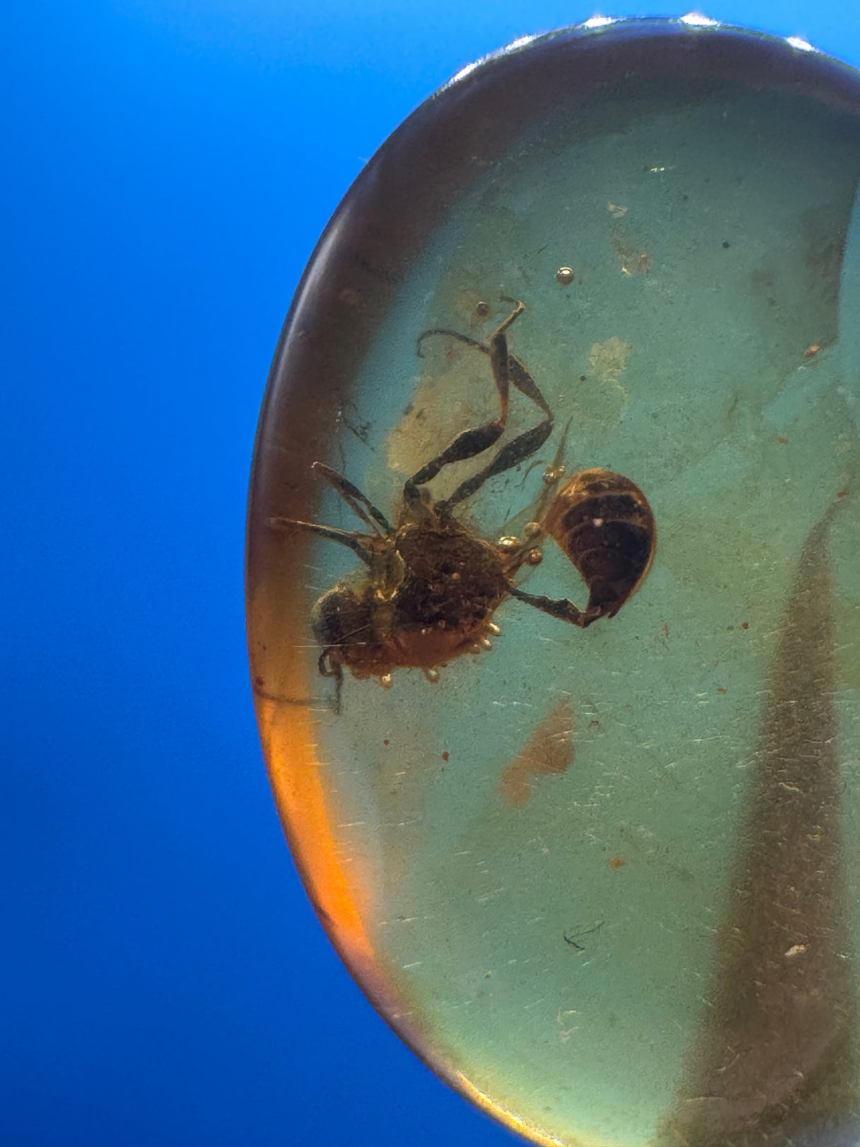 Amber Cabochon - 0.993g