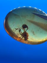 Amber Cabochon - 0.993g