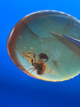 Amber Cabochon - 0.993g