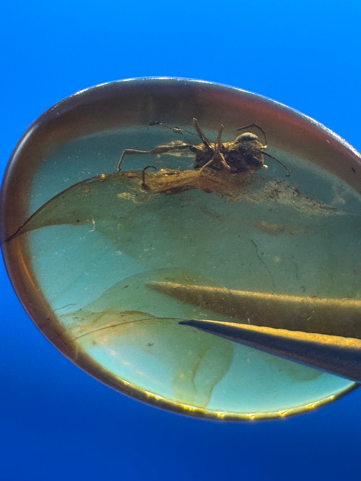 Amber Cabochon - 0.993g