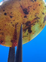 Amber Cabochon - 0.286g