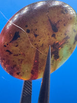 Amber Cabochon - 0.286g