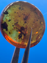 Amber Cabochon - 0.286g