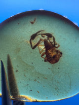 Amber Cabochon - 0.251g