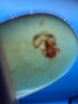 Amber Cabochon - 0.251g