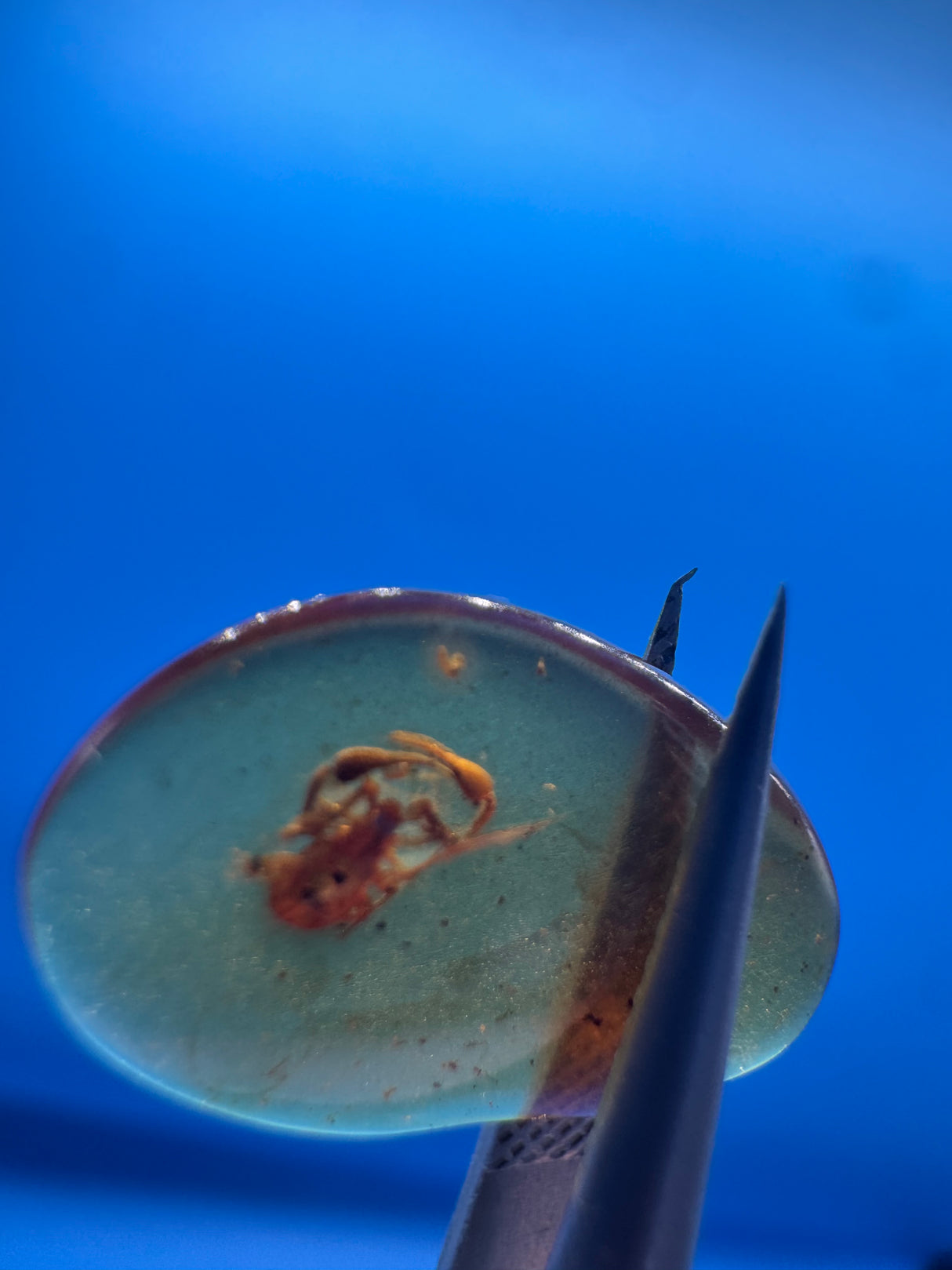Amber Cabochon - 0.251g