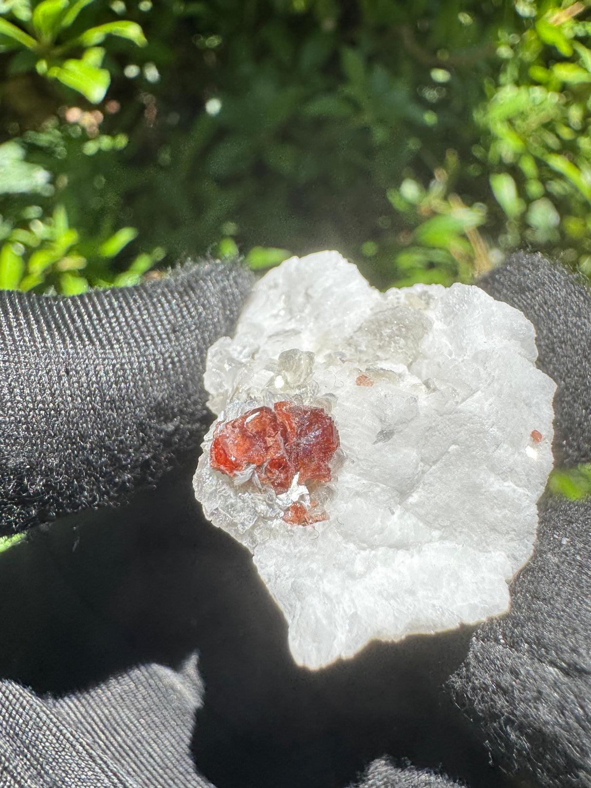 Garnet on Star Mica Specimen - 7g