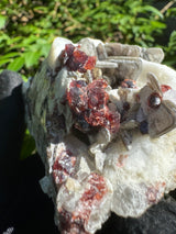 Garnet on Star Mica Specimen - 253g