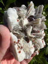 Garnet on Star Mica Specimen - 301g
