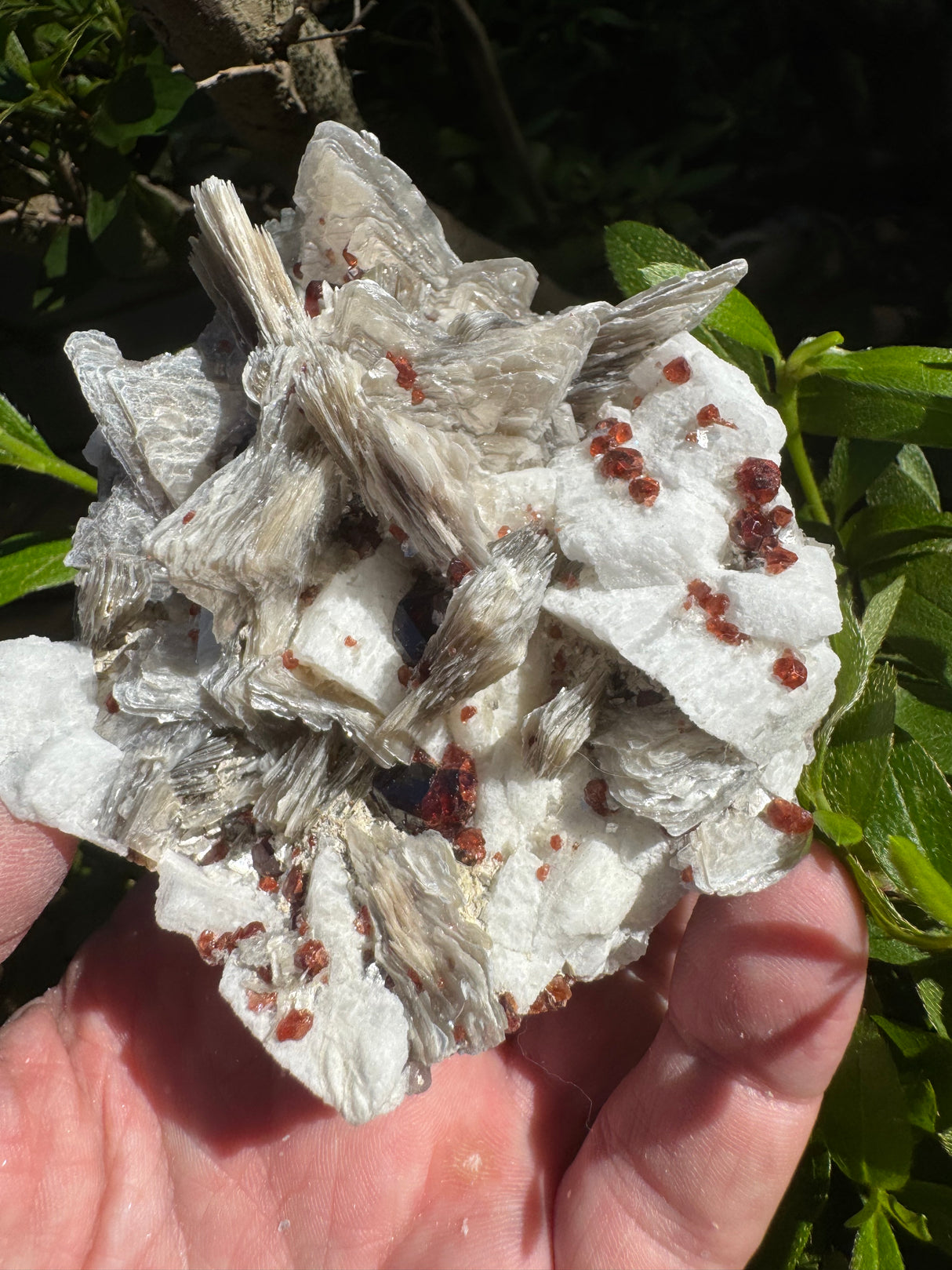 Garnet on Star Mica Specimen - 301g