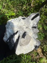 Black Tourmaline & Quartz - 726g